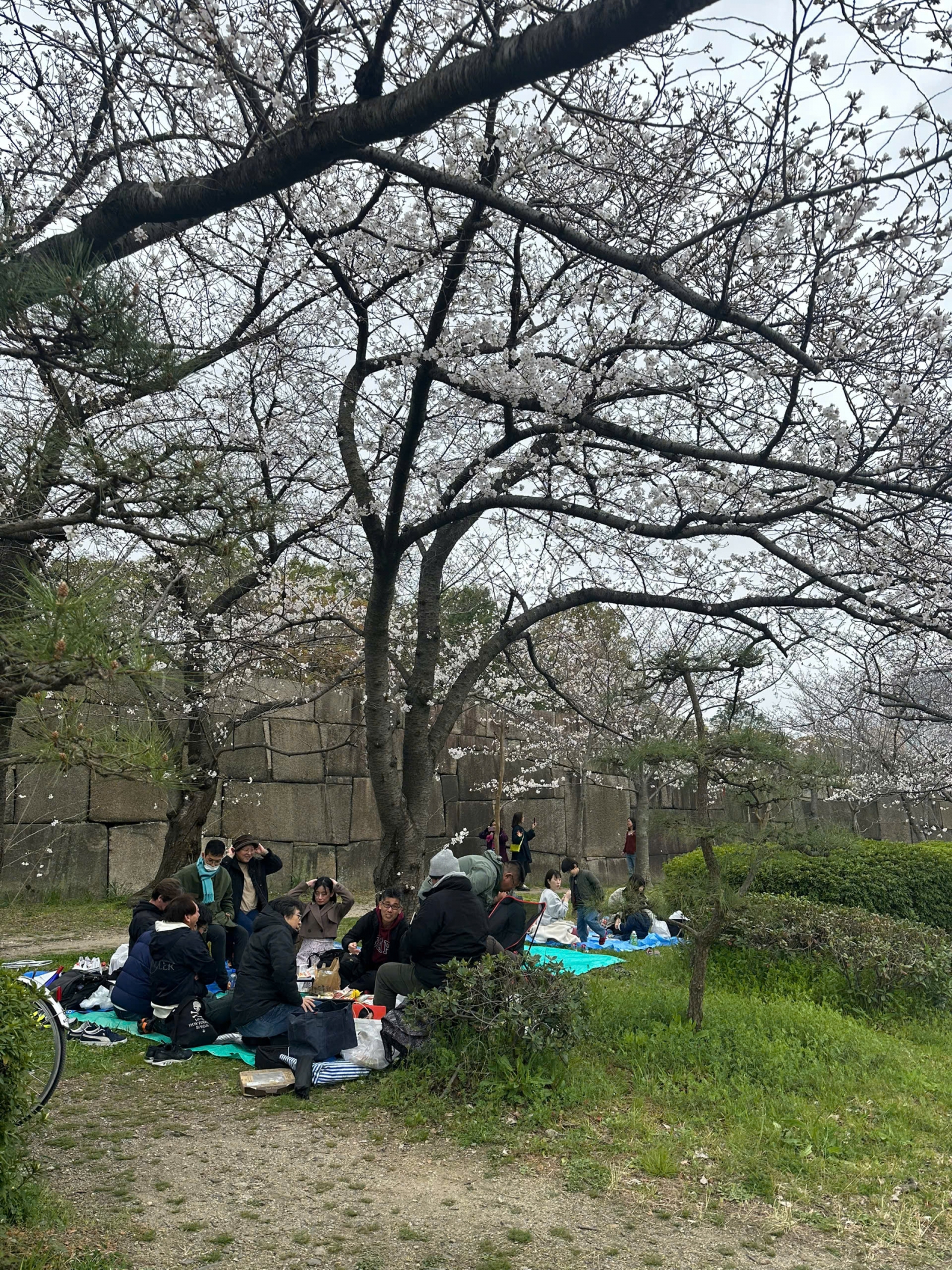 Khoảnh khắc sum vầy dưới tán anh đào – nét đẹp truyền thống của mùa hanami Nhật Bản